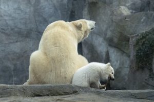 AUSTRIA-ANIMALS-ZOO-POLAR-BEAR