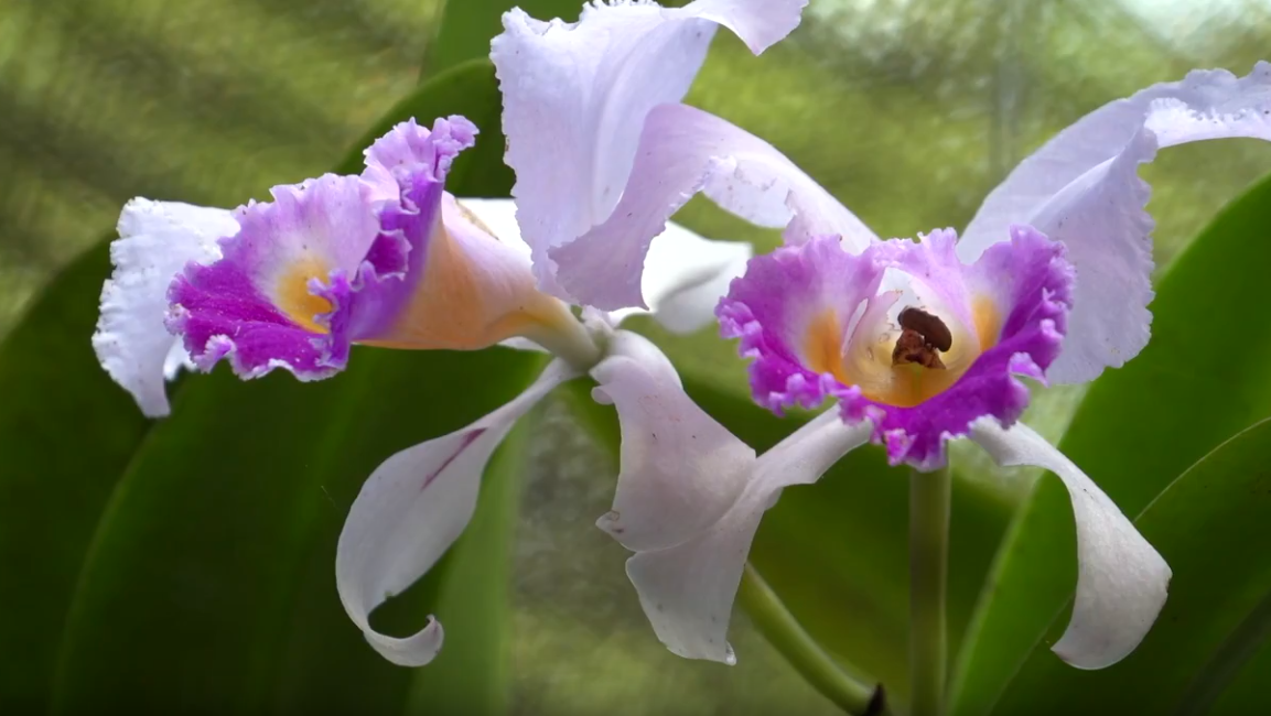  Preservar las orquídeas colombianas, la misión de este agroparque 