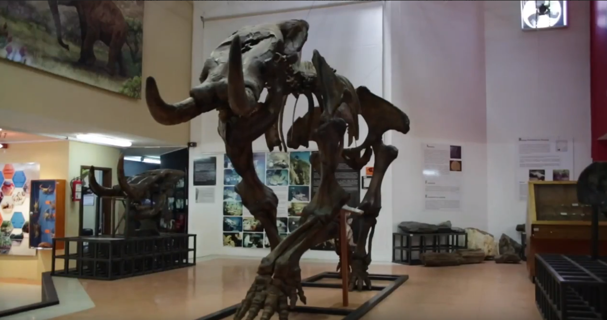 La fauna prehistórica y la biodiversidad de Ecuador reunidas en este museo 