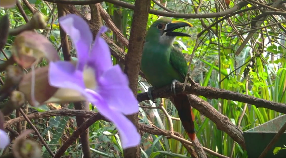 Bioparque lucha por la protección de las especies en Colombia 