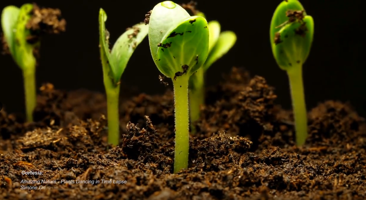 «Super plantas» para combatir el cambio climático