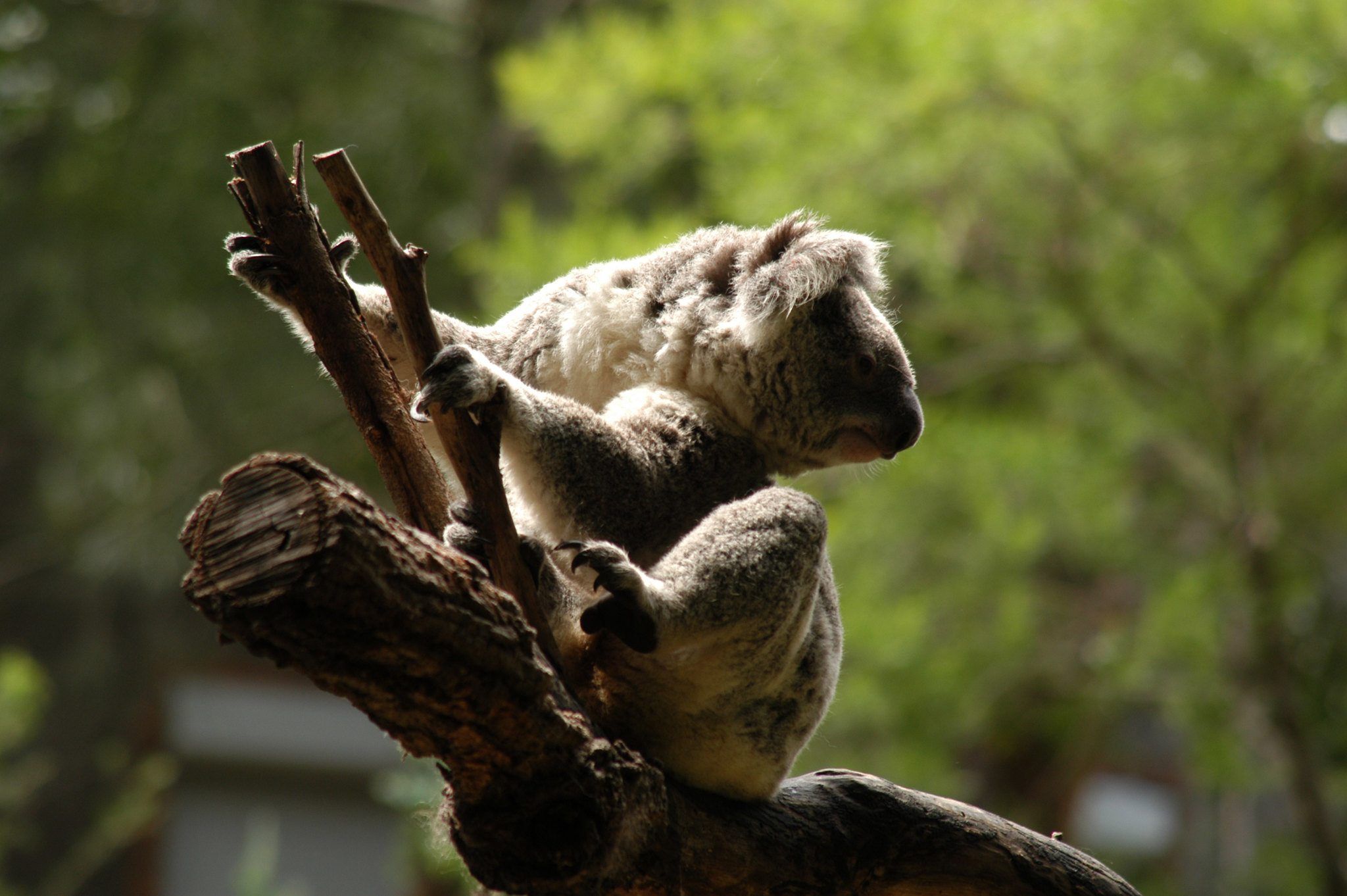 Incierto, daño a koalas por incendios en Australia