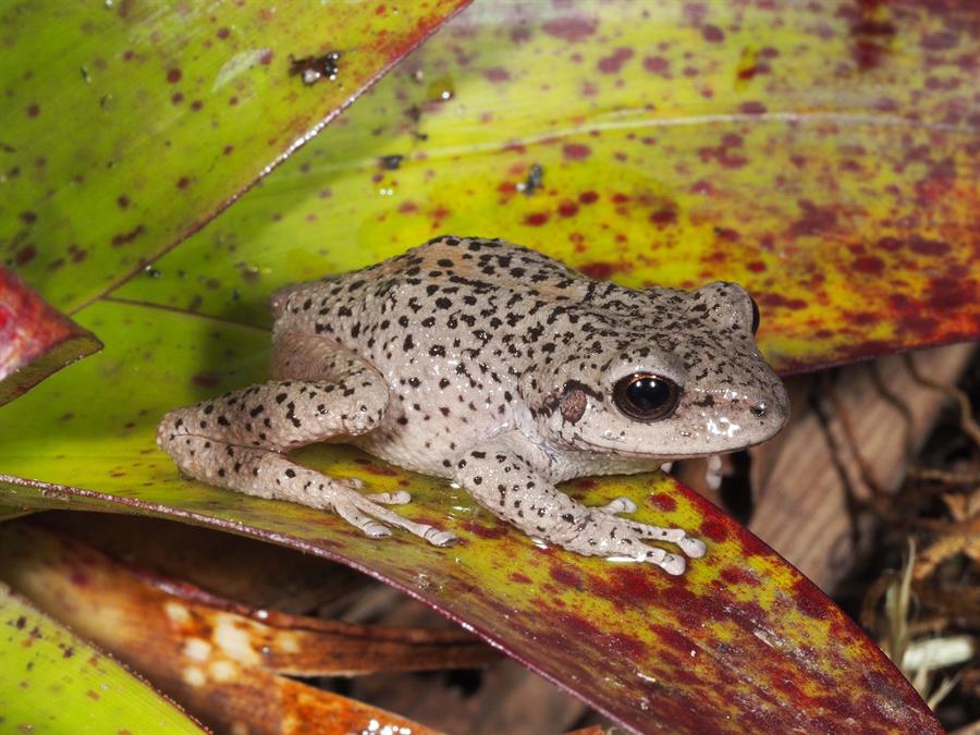 El sur de Ecuador, un paraíso para los anfibios