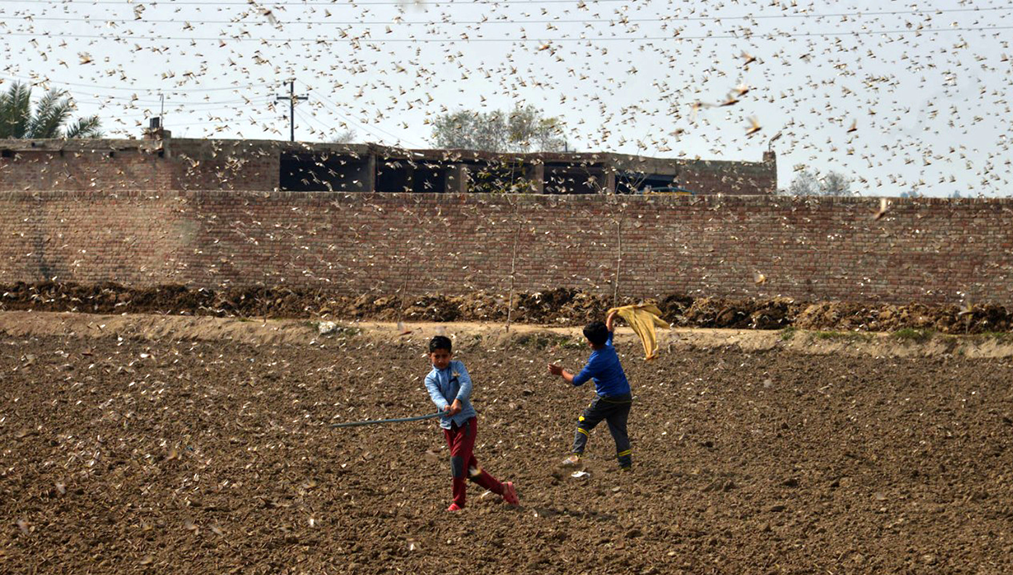 Africa Oriental sufre la peor infestación de langostas en décadas