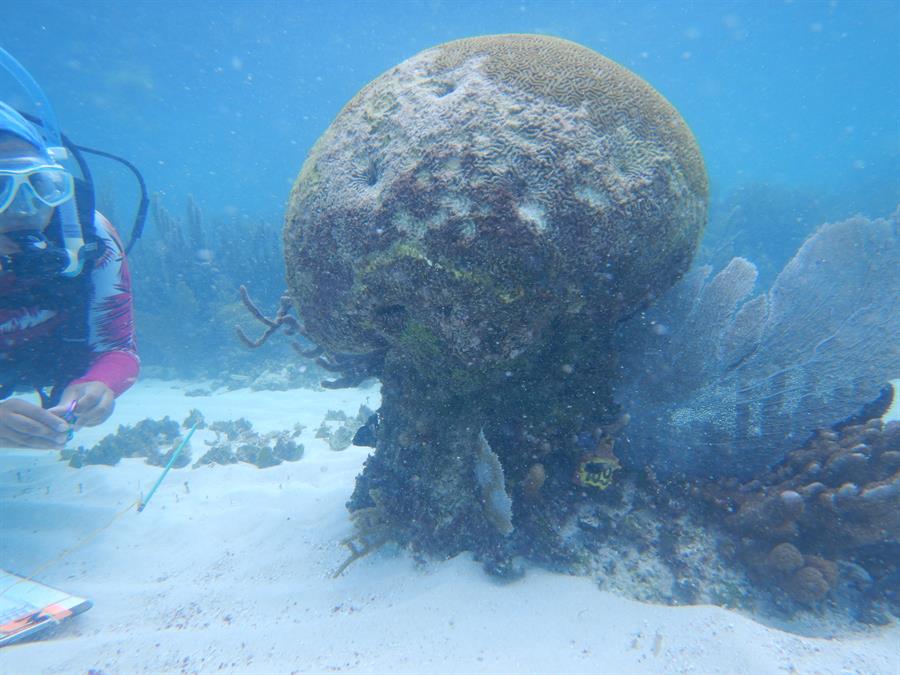 Expertos advierten que Arrecife Mesoamericano se deteriora rápidamente