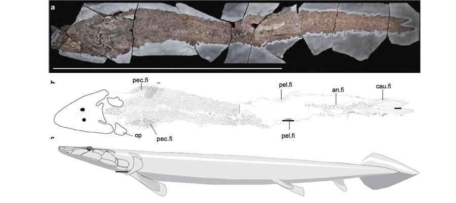 Encuentran el origen evolutivo de las manos humanas en un pez prehistórico