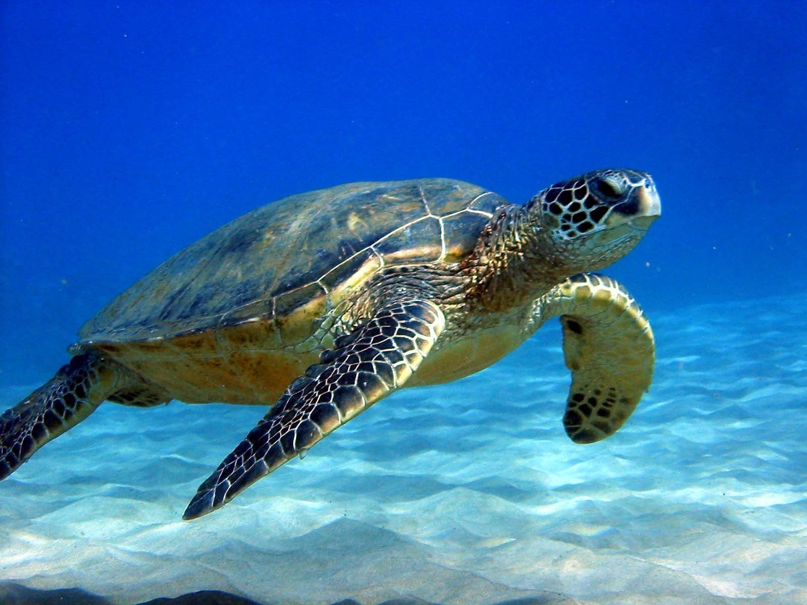 Tortuga que comía plásticos es rescatada y puesta a dieta por ambientalistas 