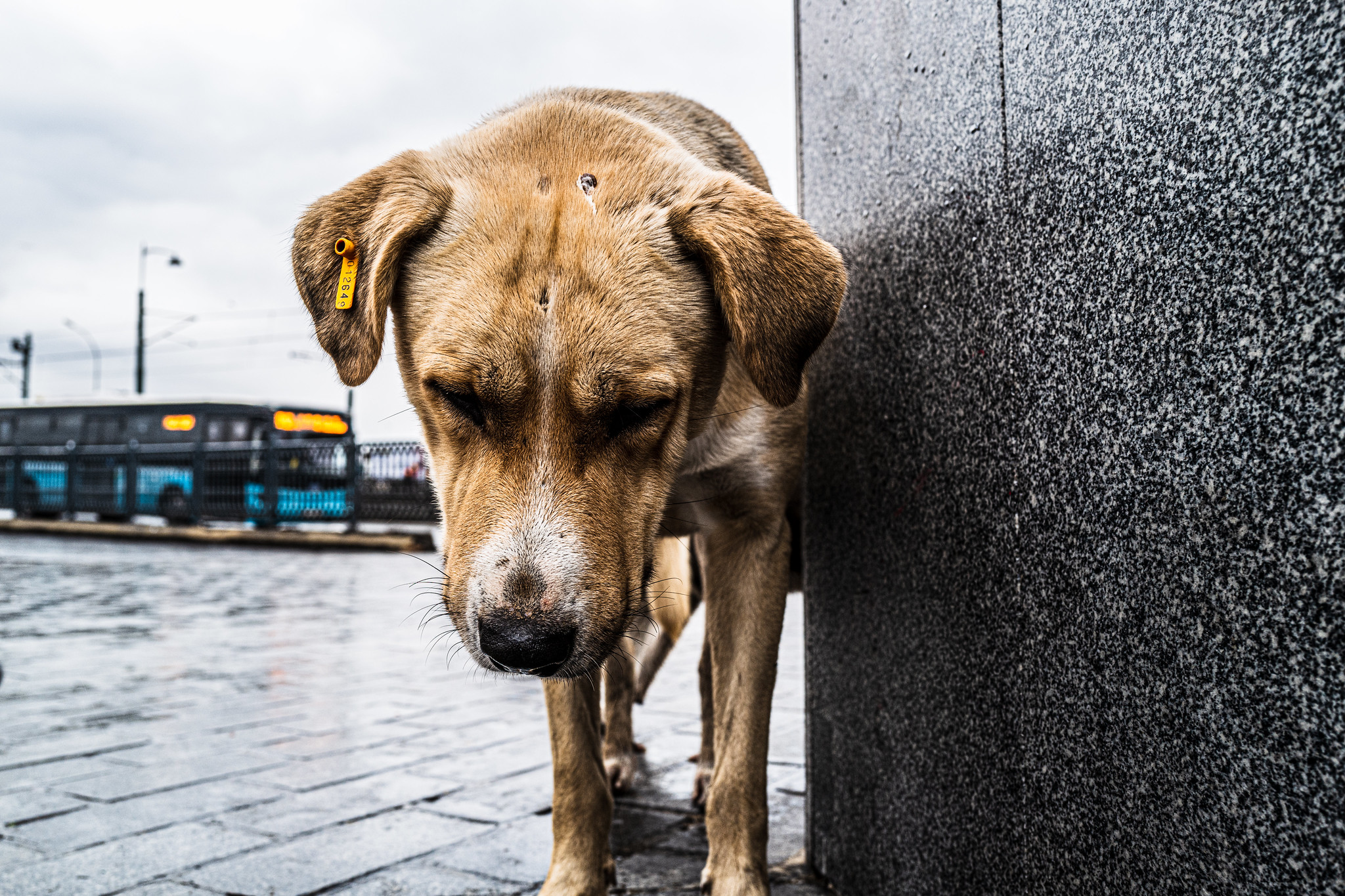 Perros y gatos callejeros encuentran resguardo en un grupo de jóvenes hondureños 