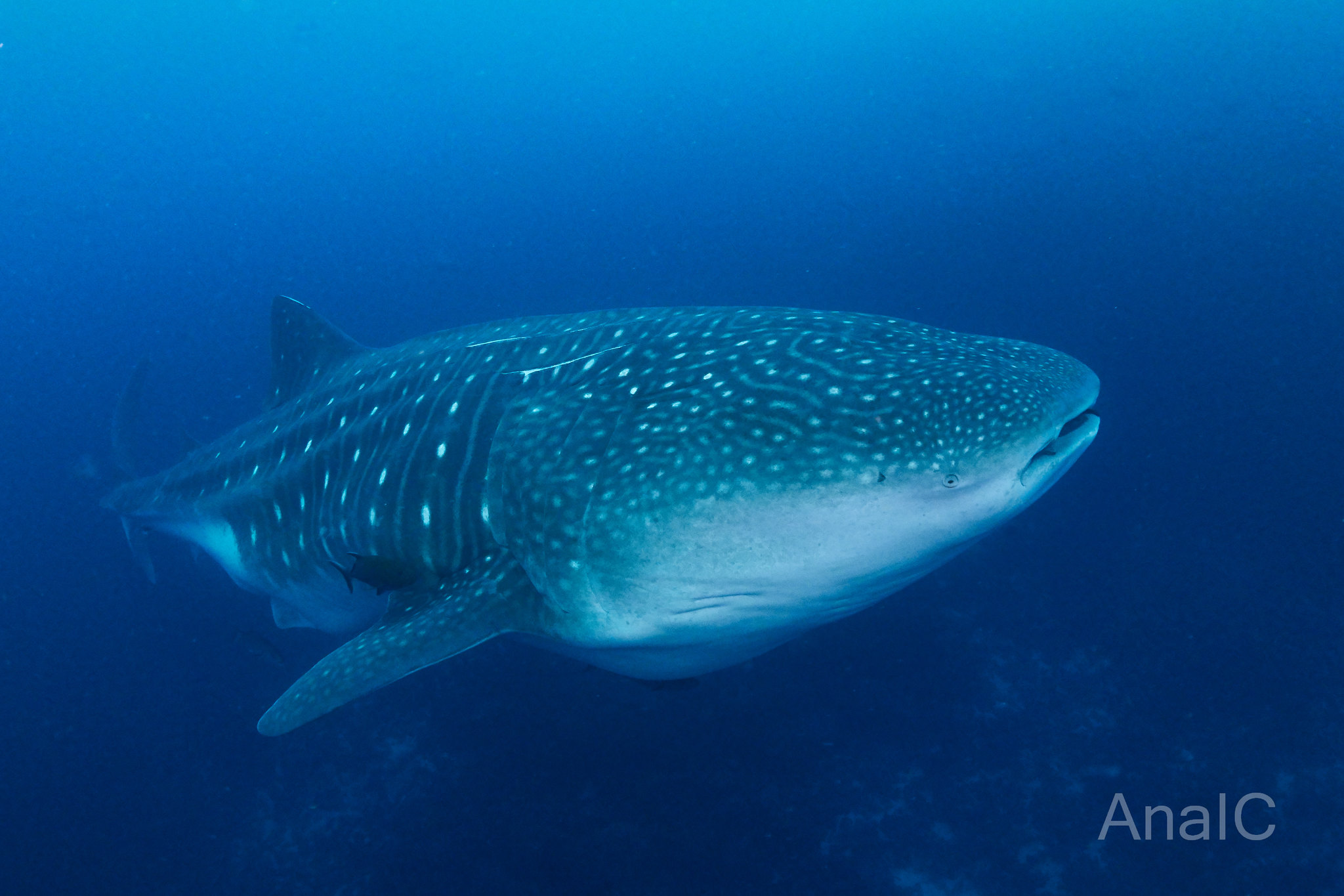 En Galápagos buscan descifrar los misterios del tiburón ballena