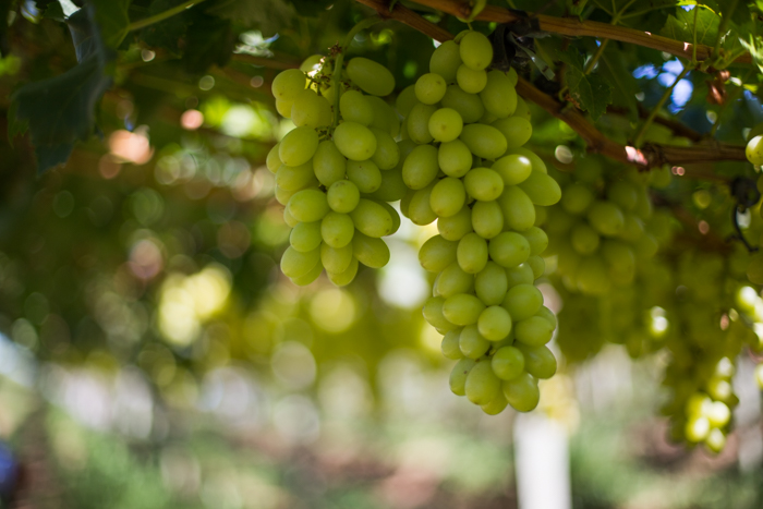 Cambio climático amenaza la producción de vino en España