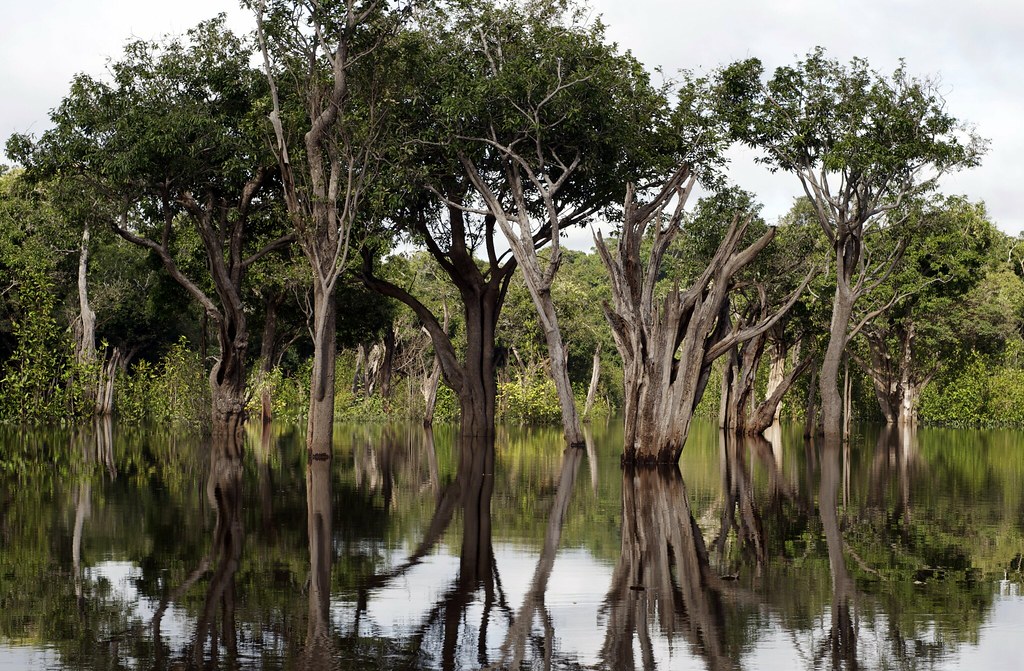 Ecosistemas como el Amazonas pueden sufrir un colapso en pocas décadas