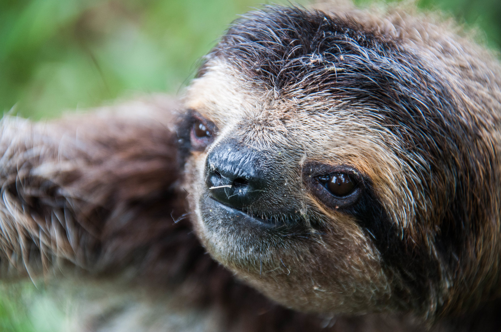 Los animales silvestres como mascotas: una fuente de enfermedades  