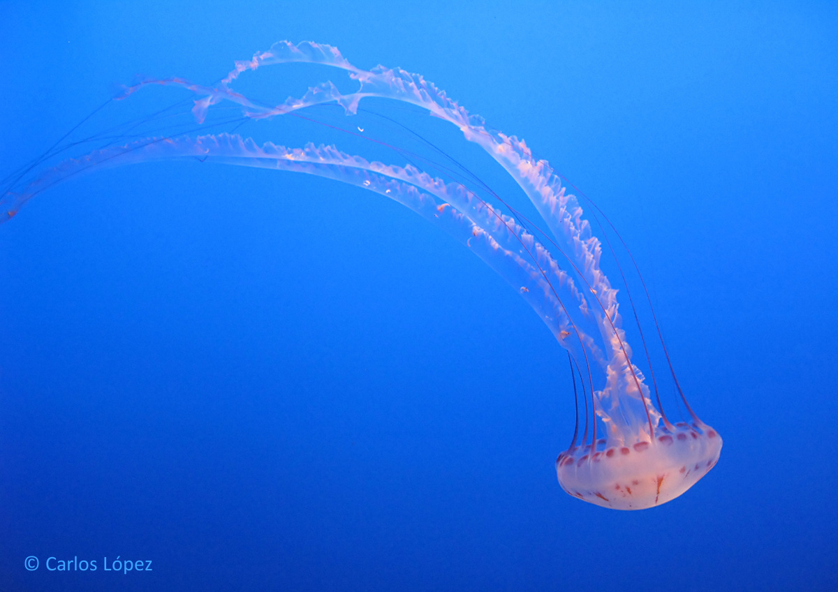 Medusas aliadas en la protección y limpieza de los océanos