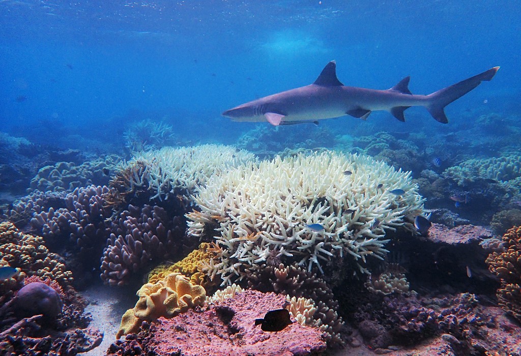 La Gran Barrera de Coral de Australia sufre su peor blanqueamiento