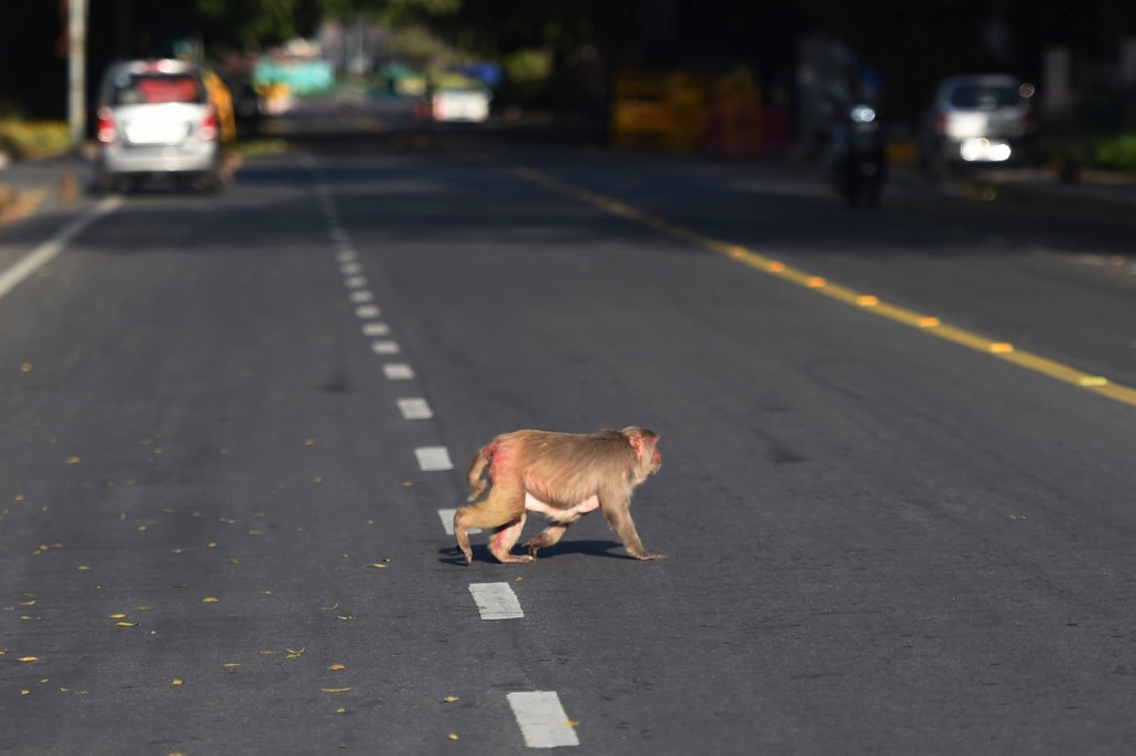 En la India confinada, los animales se apropian de las calles