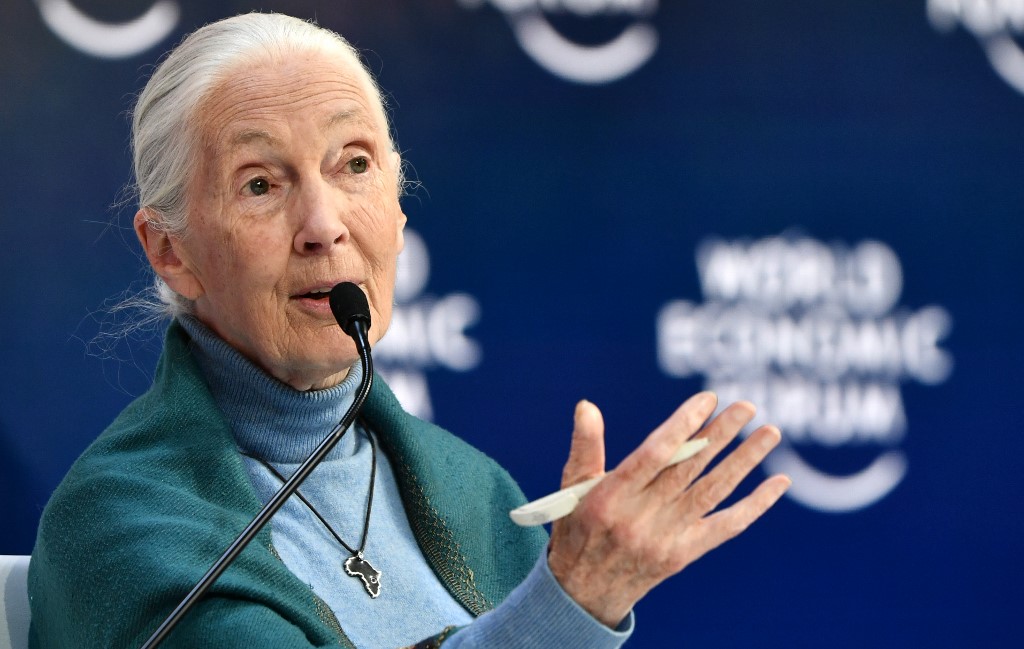 El «desprecio» de los hombres por la naturaleza ha causado esta pandemia, afirma Jane Goodall