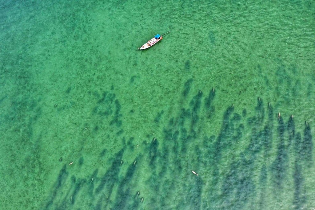 Manada de dugones avistados frente a la costa de isla tailandesa