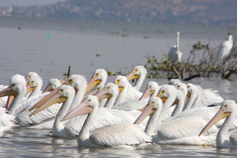 Pelícanos borregones, las aves que ayudan al desarrollo de un pueblo mexicano