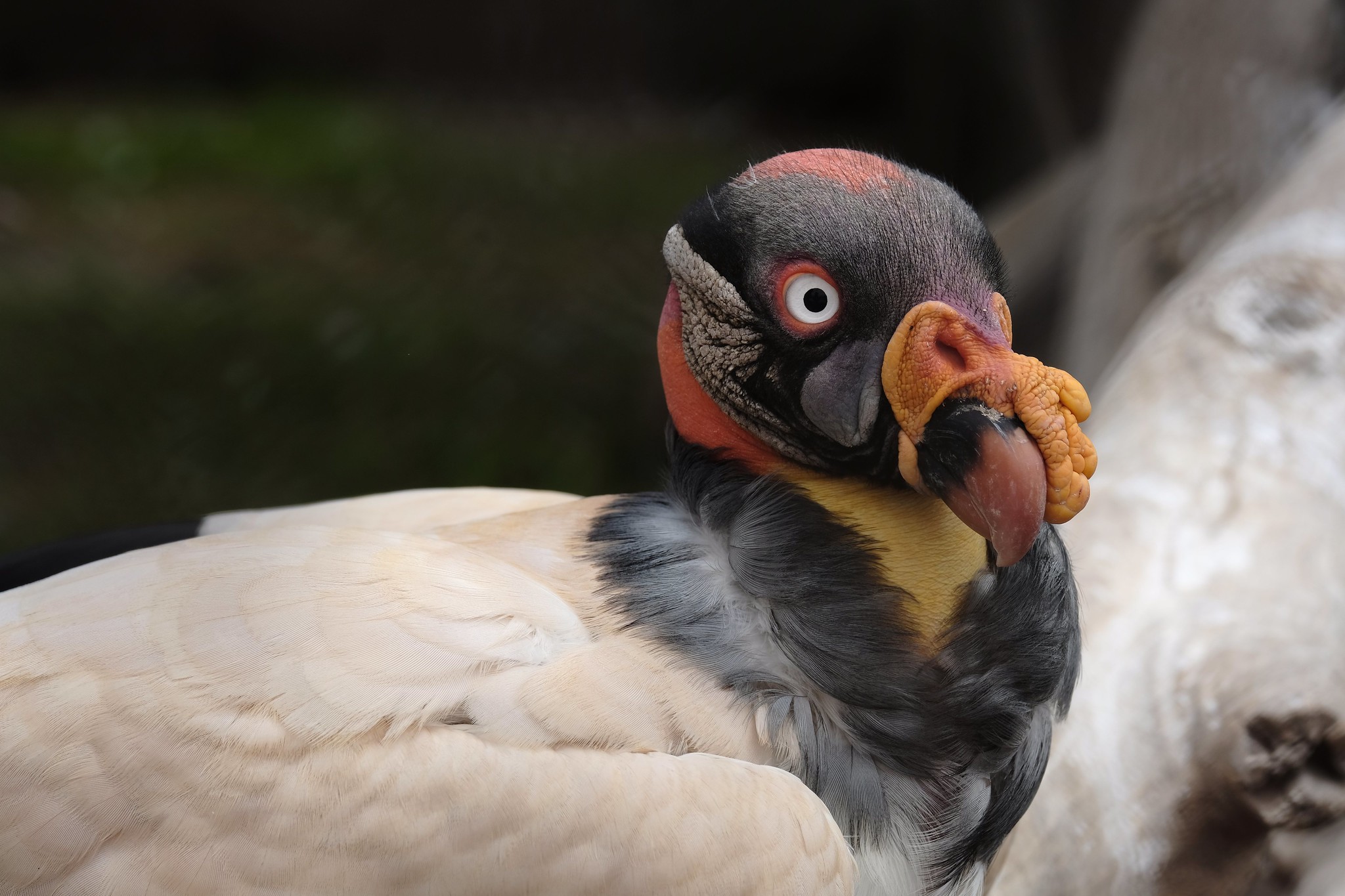 Zopilotes: las aves con ántrax y cólera en sus intestinos que comen cadáveres 