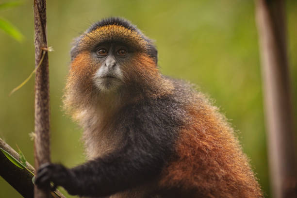 Novedosos hornillos en Ruanda contribuyen a la conservación del mono dorado