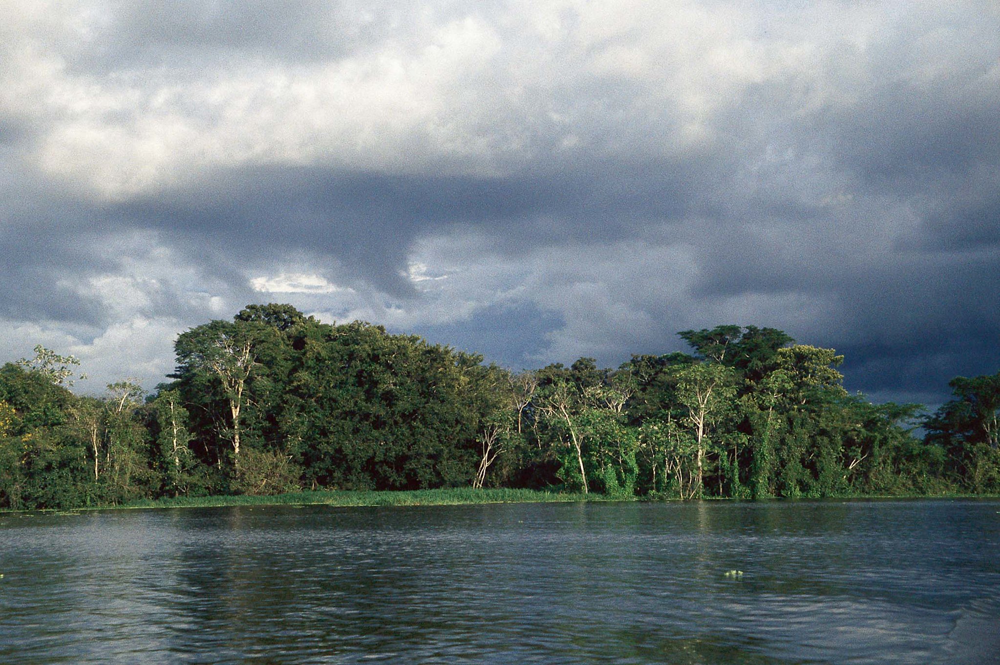  La Amazonía podría ser una árida sabana en 50 años