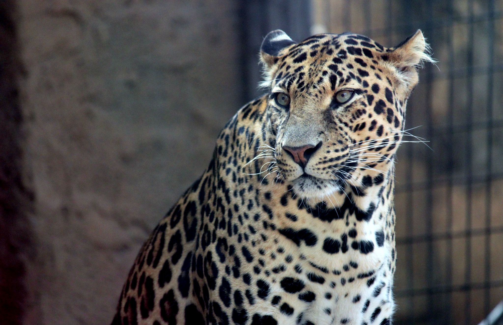 Cámaras detectan jaguar en selva peruana