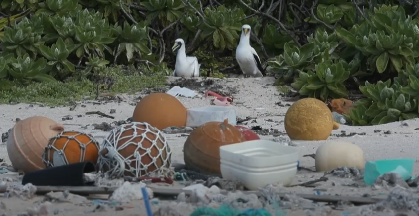 Isla Henderson, el lugar más contaminado con plástico del mundo