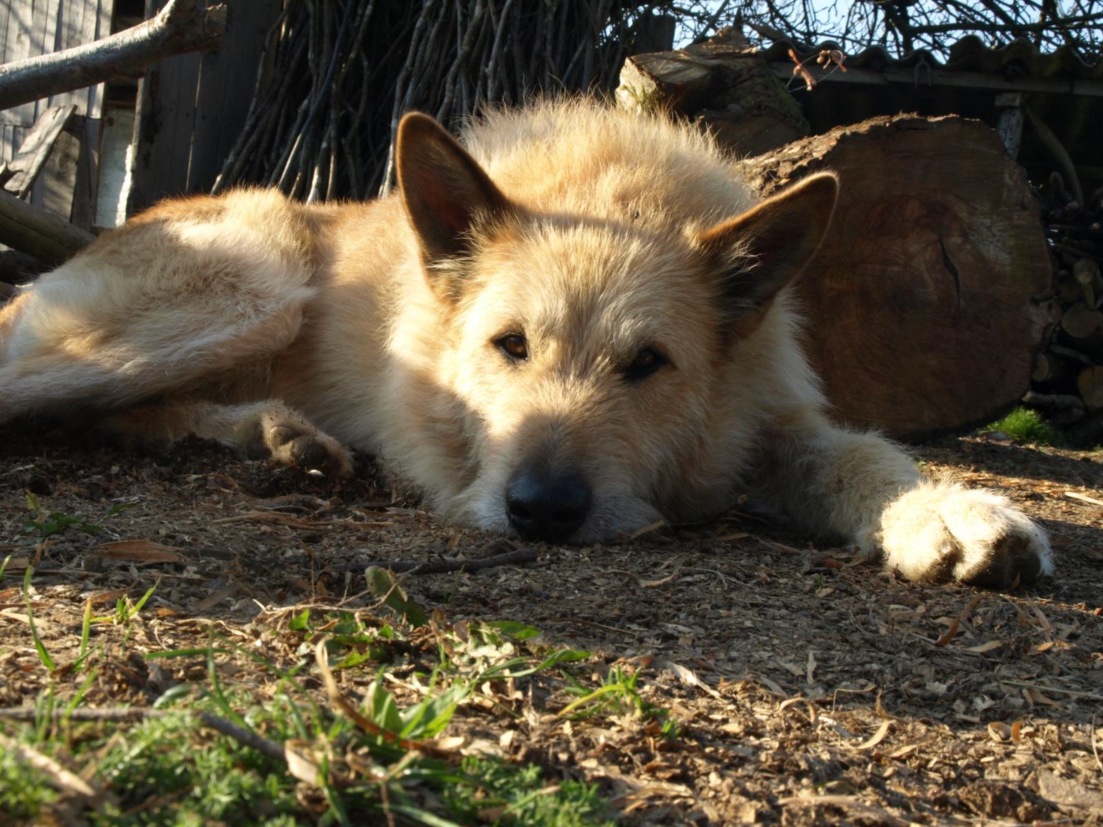 Veterinarios advierten el posible aumento de abandono de mascotas por Covid-19