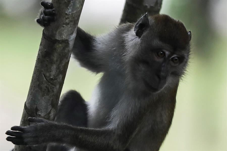 Vacuna piloto logra proteger a grupo de macacos del coronavirus