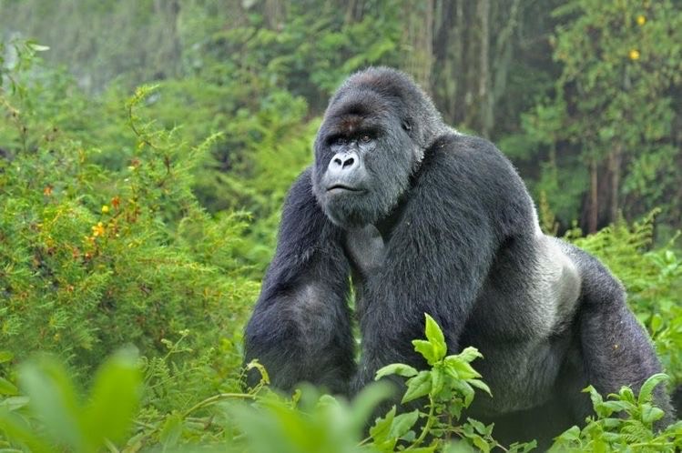 Los guadabosques de África en una batalla constante para salvar a los gorilas de montaña