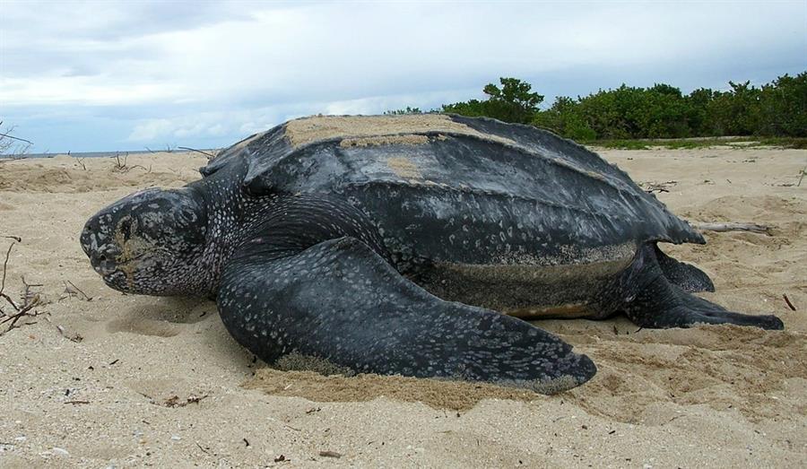 La tortuga marina más grande del mundo, en tiempos del nuevo coronavirus