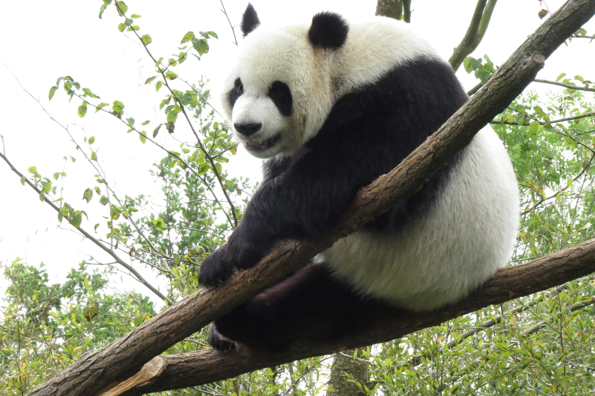 Primer nacimiento de un panda gigante en Holanda