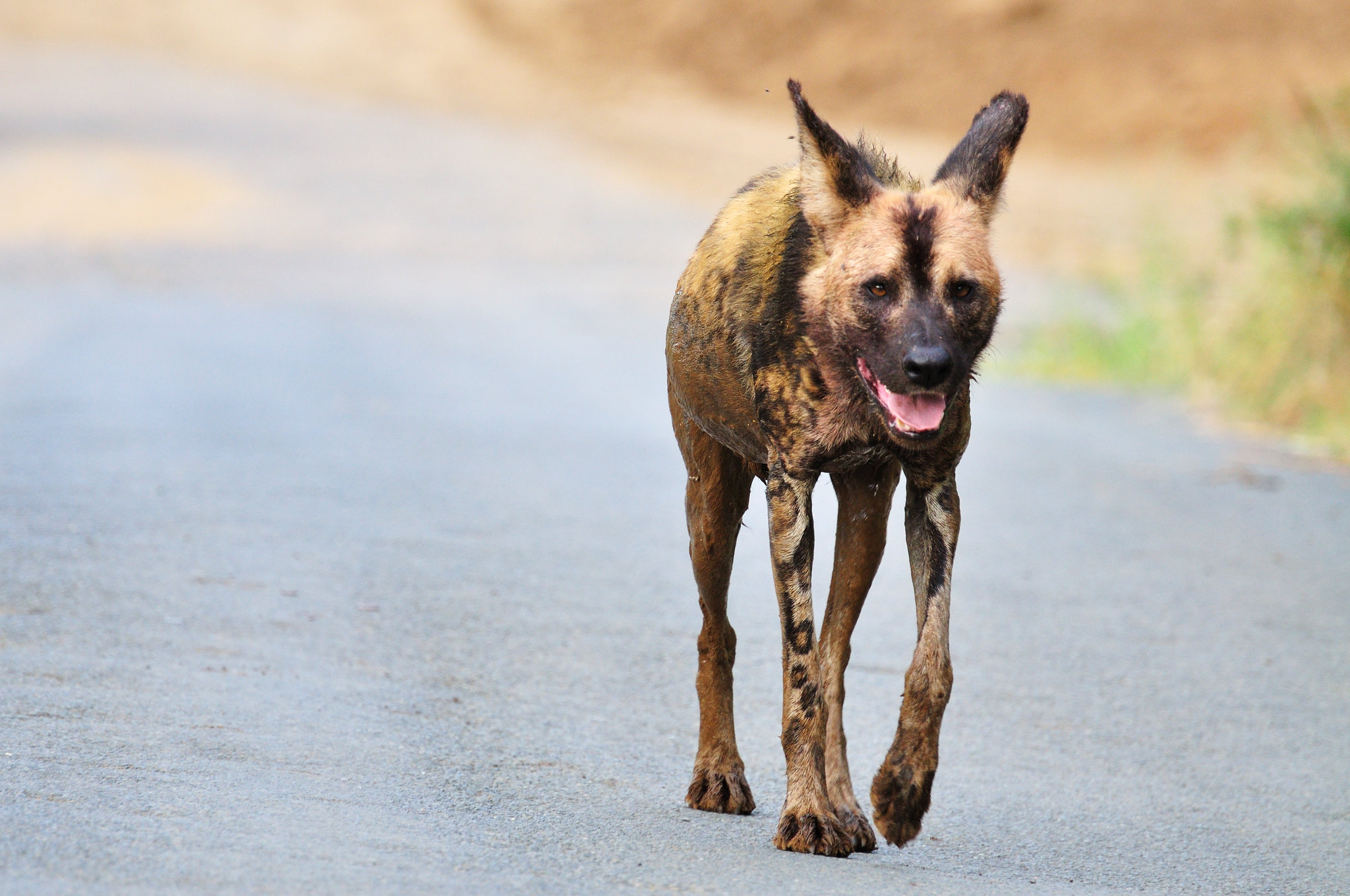 Educar a la población para evitar la caza furtiva del perro salvaje de África 