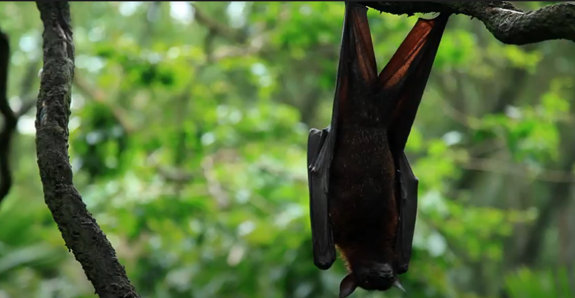 Exposición visibiliza la importancia de los polinizadores para la supervivencia humana