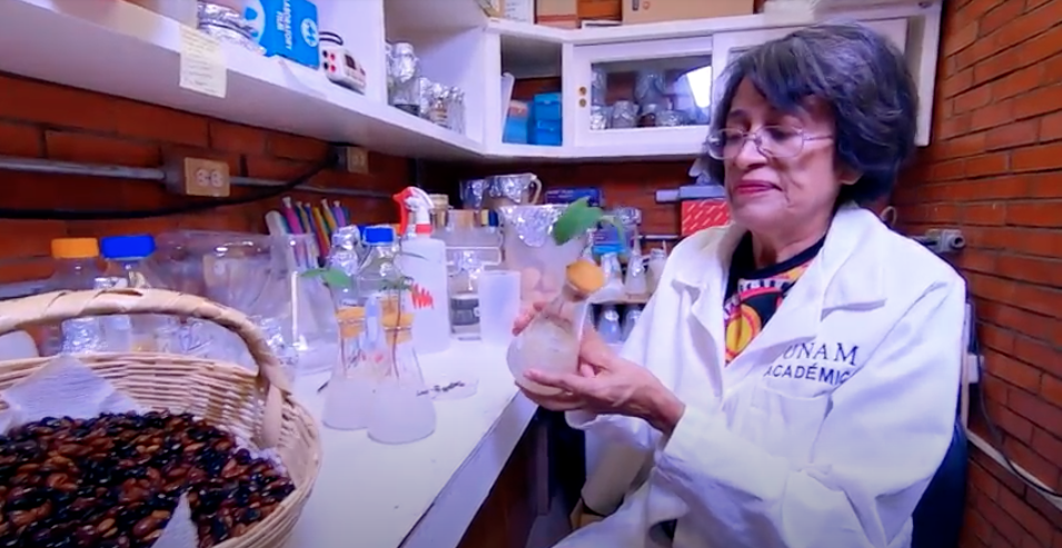  Investigadora mexicana utiliza bacterias para mejorar la producción agrícola