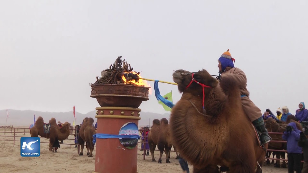  Comienza carrera internacional de camellos en Mongolia Interior, China