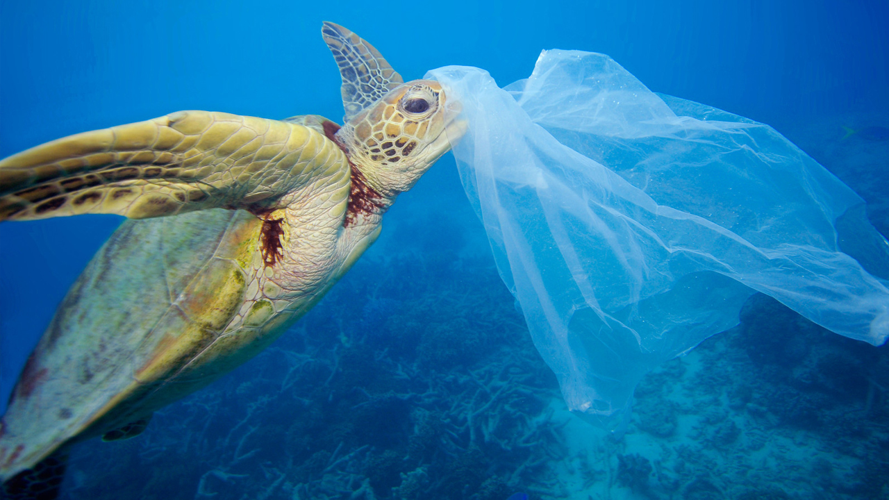 La contaminación de los océanos es tal, que se utilizan tortugas para rastrear basura