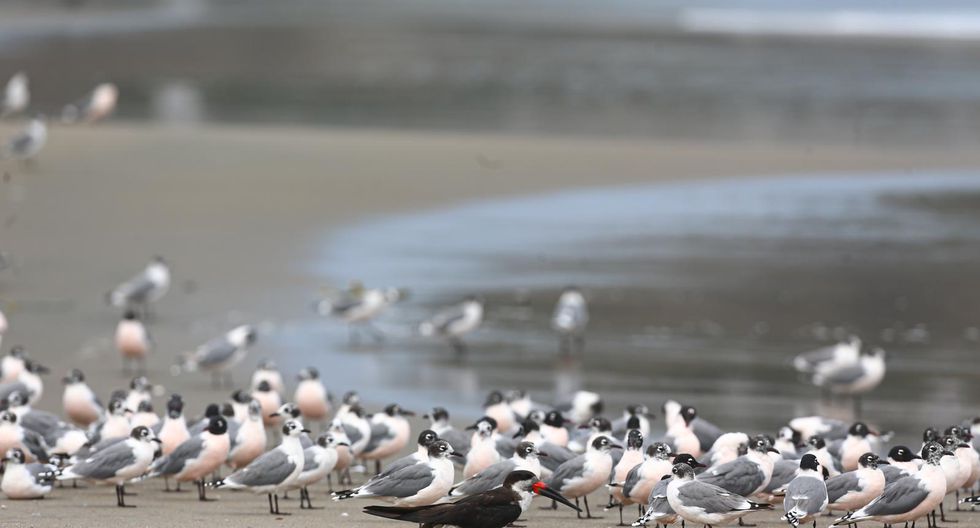  Aves regresan a su hábitat durante el confinamiento por el coronavirus