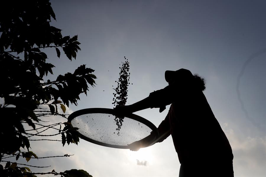 El IICA crea una plataforma para la gestión participativa en agricultura para América