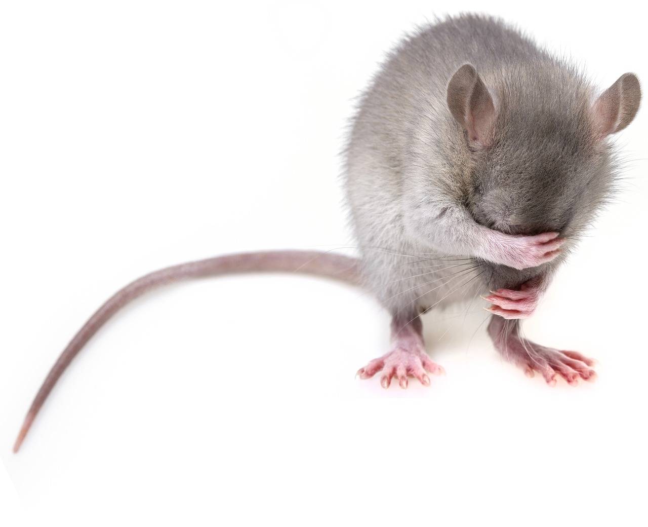 Algunos animales pueden identificar el ritmo musical