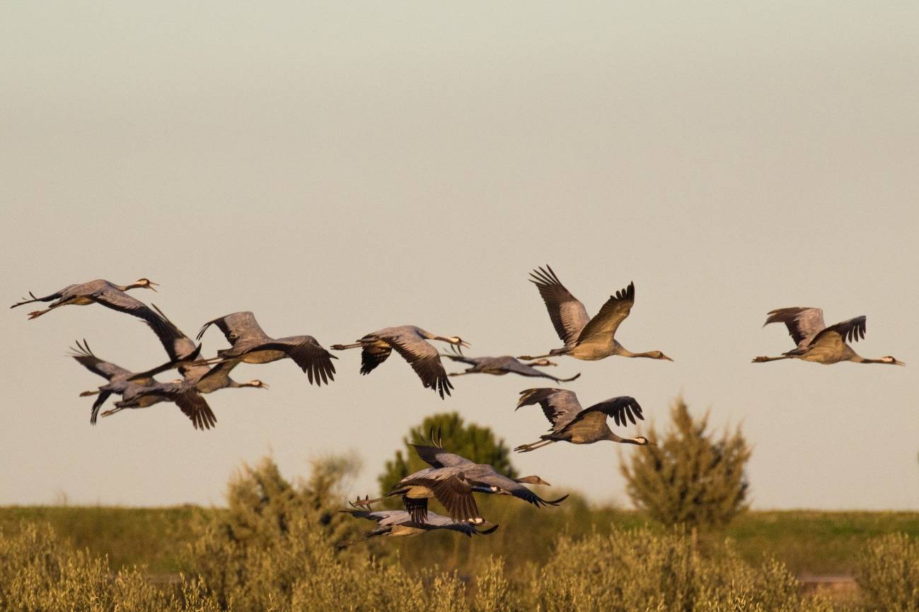 El cambio climático altera las rutinas migratorias de las grullas