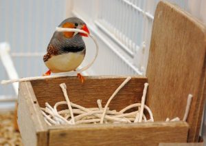 Este-pajaro-construye-su-nido-en-funcion-de-sus-primeras-vivencias