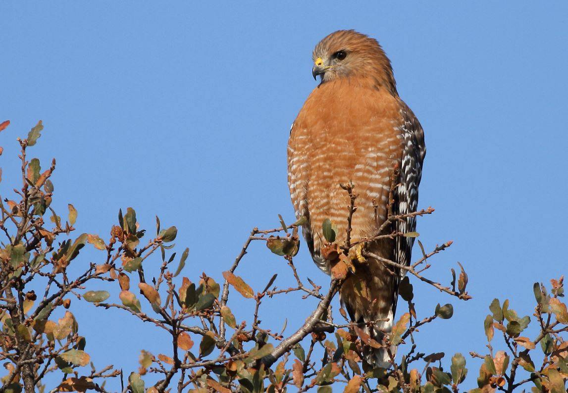 Hallan por primera vez microplásticos en aves rapaces