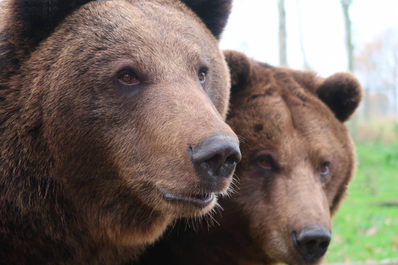 Una hibernación más larga pudo causar la extinción de los osos de las cavernas