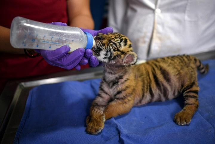  En México nombran Covid a un cachorro de tigre como símbolo de esperanza 