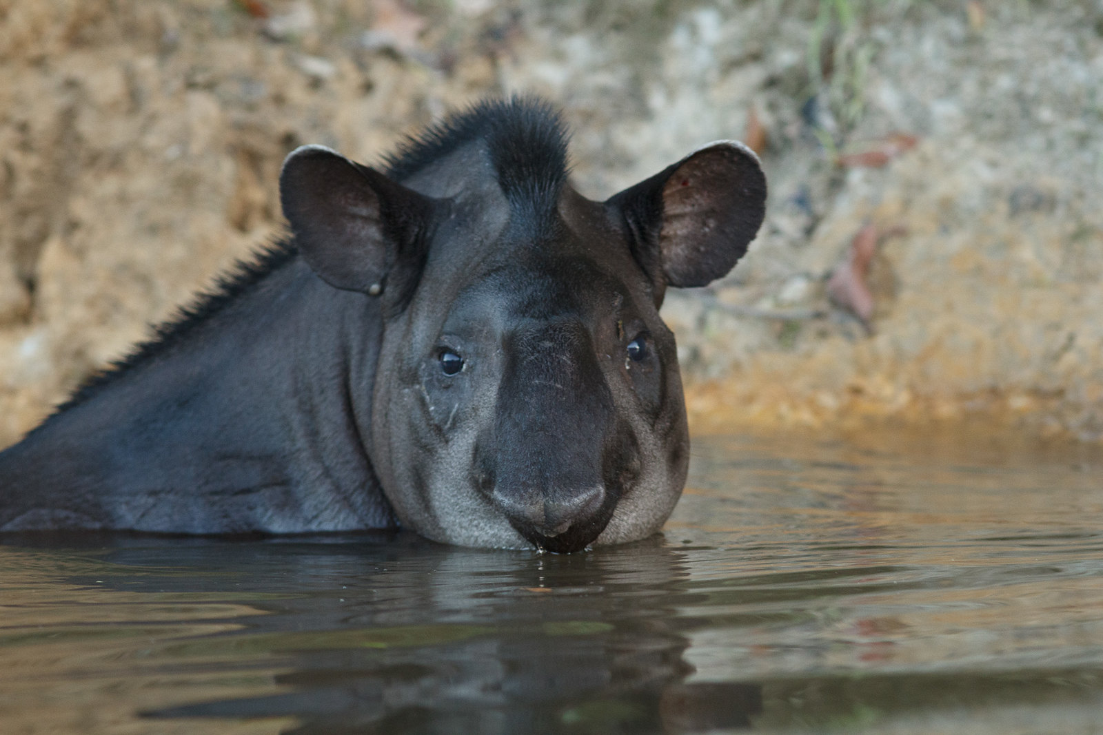  El tapir es un dispersador de semillas; de ahí la importancia de su conservación