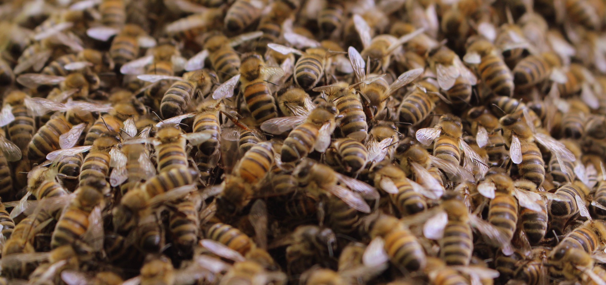 Expertos confirman la reducción del 72 por ciento de la biomasa de insectos 