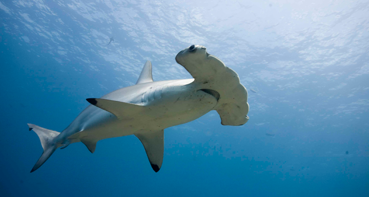 Crías de tiburón martillo ayudarán a investigadores a revelar secretos de la especie 