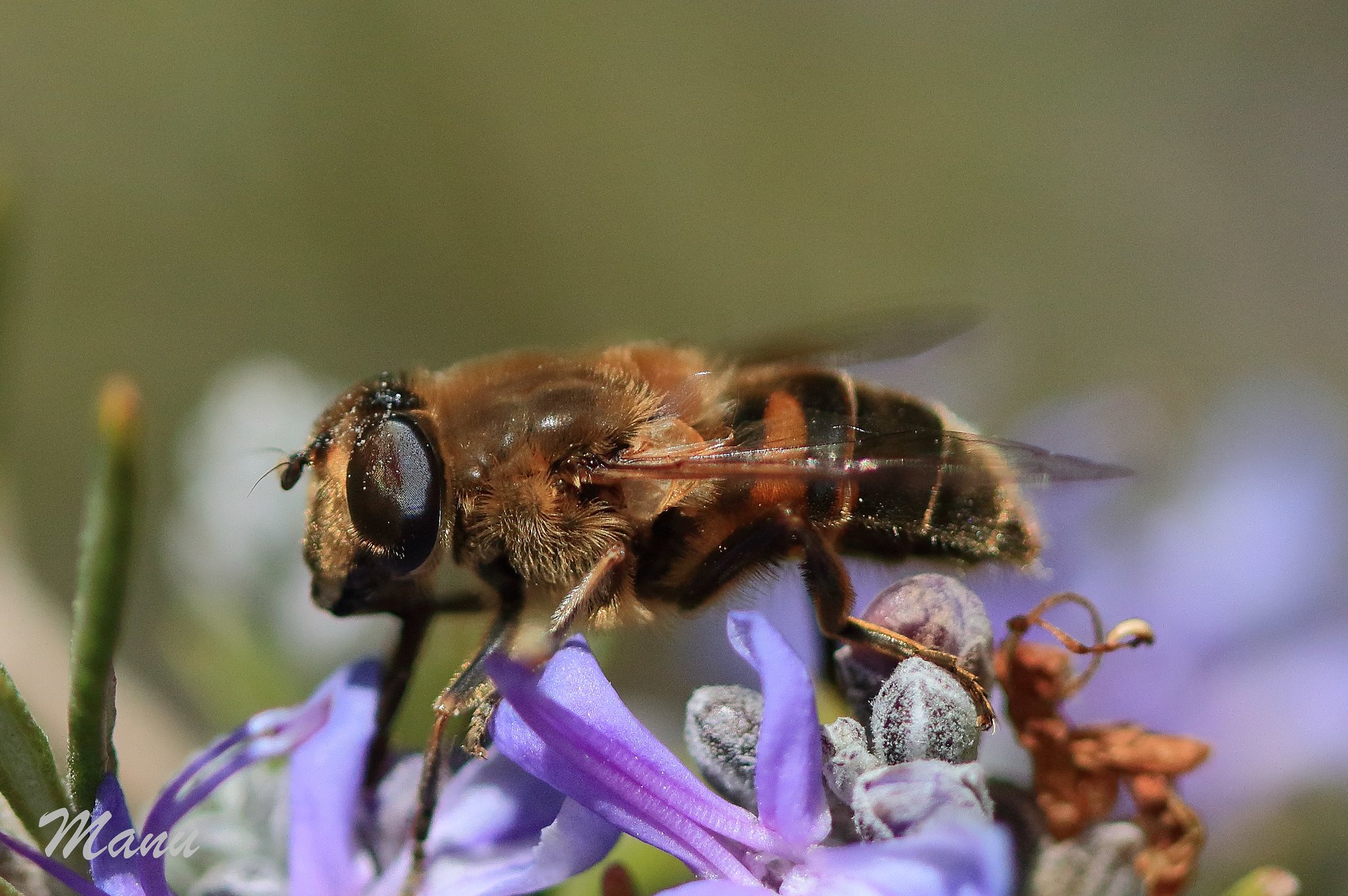 Insectos polinizadores indispensables para la producción de alimentos en Costa Rica