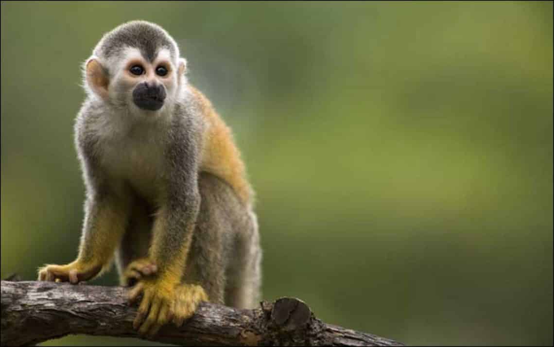 El Zoológico de Quito enfrenta un enorme reto al no recibir apoyo del gobierno ecuatoriano 